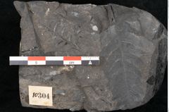 Foto (Detailansicht) von Asplenium hochstetteri Unger (NHMW-GEO-2024-0188-10304)